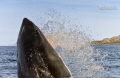   widely held misconception Great White sharks breach South Africa. Freckles 4m male who aerial specialist attacking baits 56 Ks hour enable him launch his entire body water. Africa water  